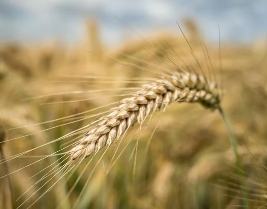 Семеноводство