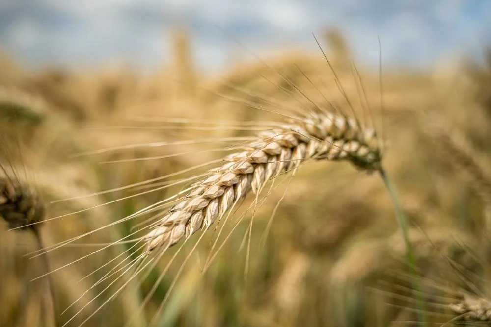 Филиал ФГБУ "Россельхозцентра" Донецкий